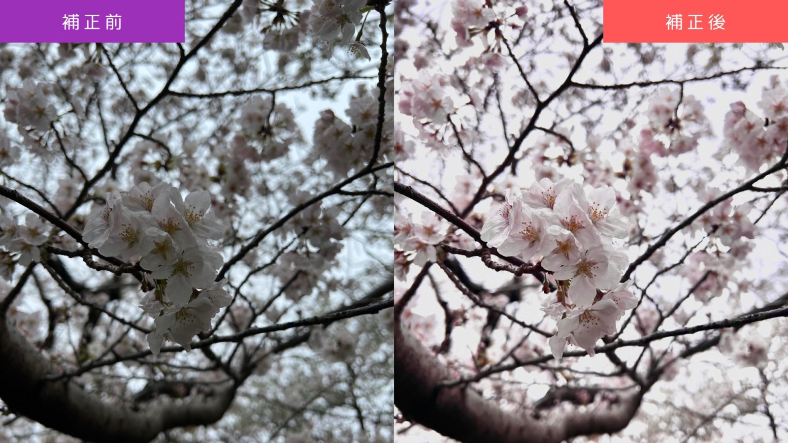 【ケース1】曇天・逆光を補正した桜