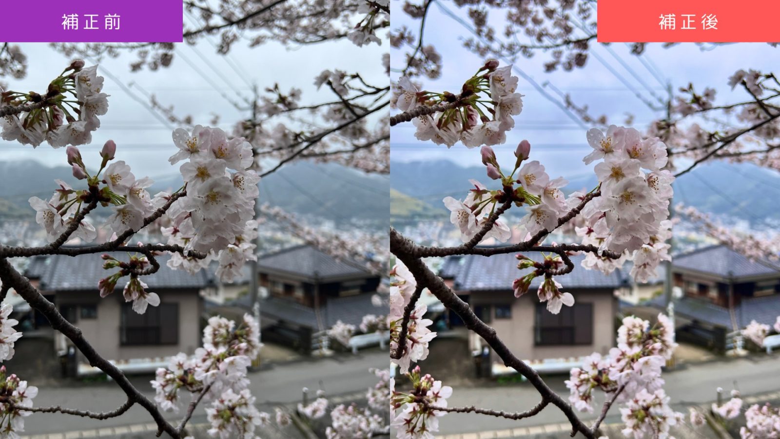 【ケース2】曇天・逆光を補正した桜