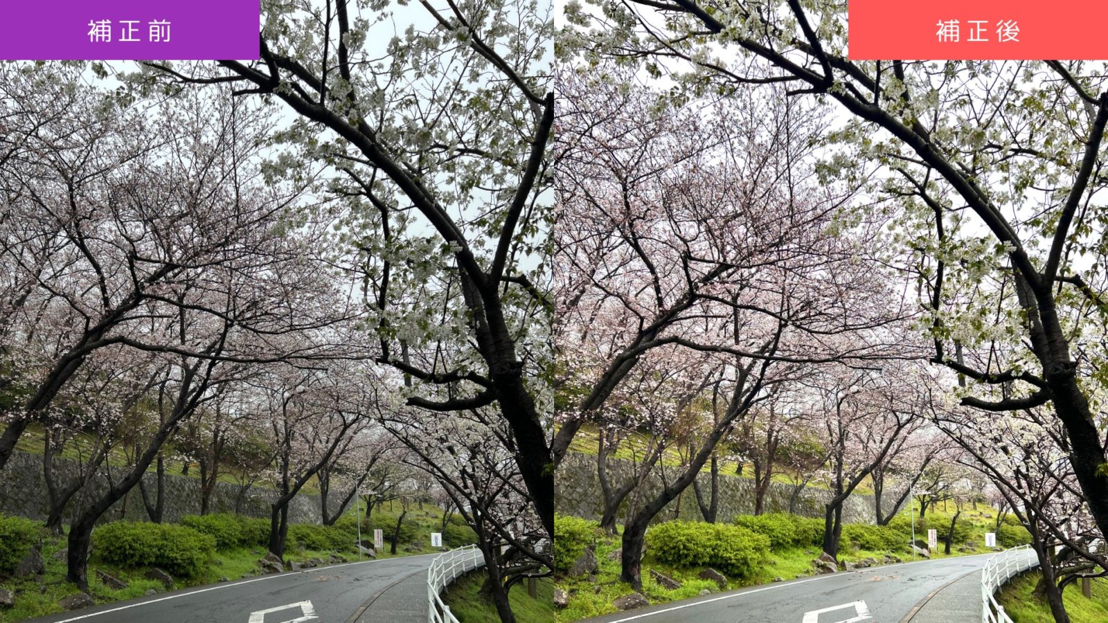 【ケース3】曇天・逆光を補正した桜