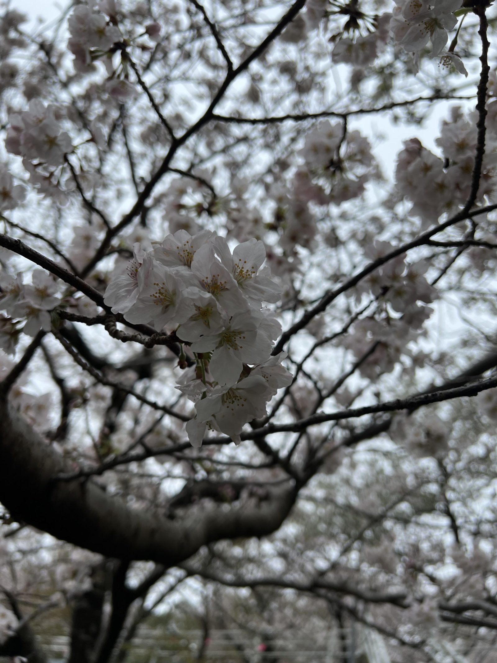 【補正前】曇天・逆光で撮った桜の写真