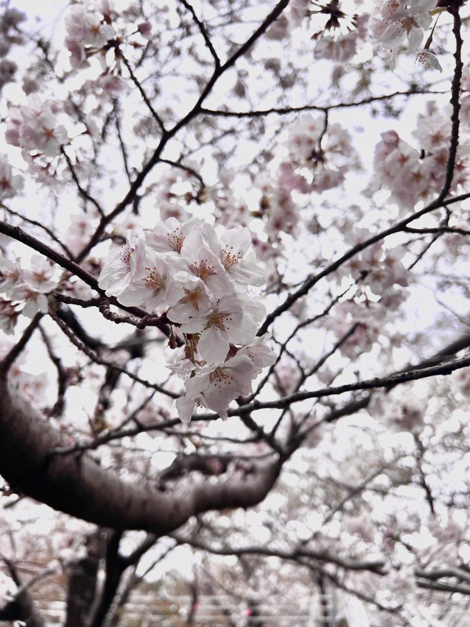 【補正後】曇天・逆光で撮った桜の写真